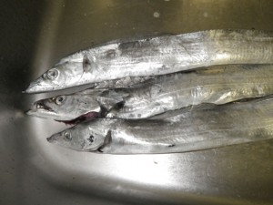 今週の釣果