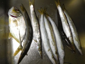 今週の釣果